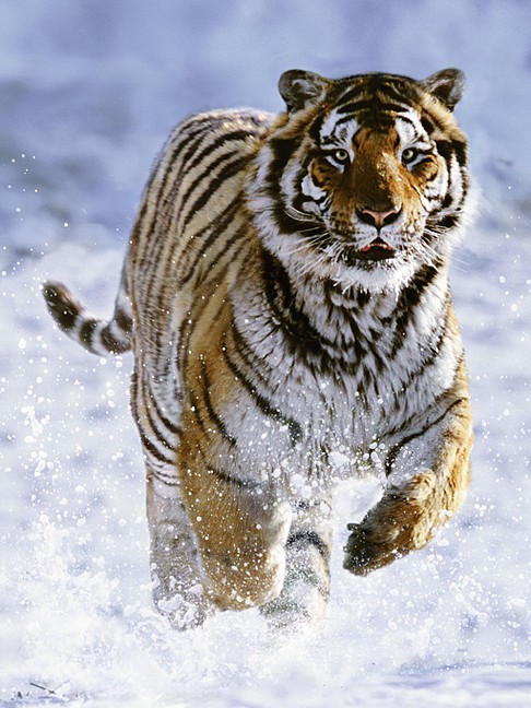 RAVENSBURGER - Tigris a hóban 500 darab